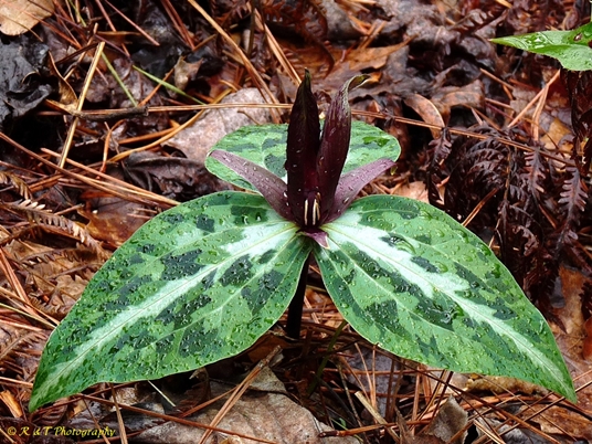 {Trillium underwoodii}